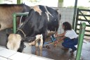 setor-produtivo-ifto-araguatins-zootecnia.JPG