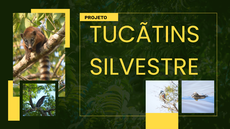 Tucãtins Silvestre.png